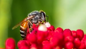 Preview wallpaper bee, insect, flowers, macro, bright