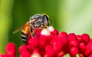 Preview wallpaper bee, insect, flowers, macro, bright