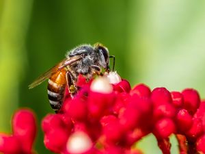 Preview wallpaper bee, insect, flowers, macro, bright