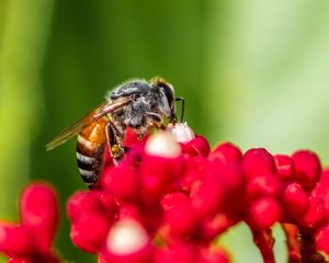 Preview wallpaper bee, insect, flowers, macro, bright