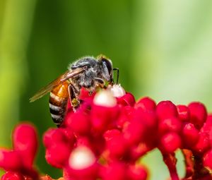 Preview wallpaper bee, insect, flowers, macro, bright