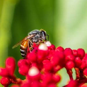 Preview wallpaper bee, insect, flowers, macro, bright