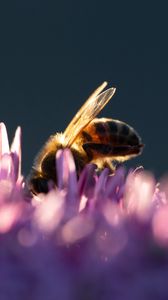 Preview wallpaper bee, insect, flowers, petals, macro, purple