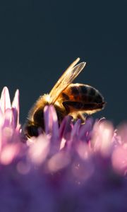 Preview wallpaper bee, insect, flowers, petals, macro, purple