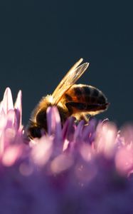 Preview wallpaper bee, insect, flowers, petals, macro, purple