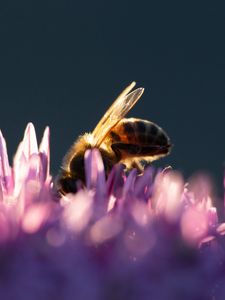 Preview wallpaper bee, insect, flowers, petals, macro, purple