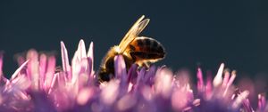 Preview wallpaper bee, insect, flowers, petals, macro, purple