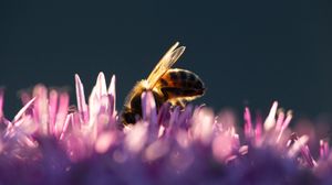 Preview wallpaper bee, insect, flowers, petals, macro, purple