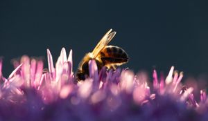 Preview wallpaper bee, insect, flowers, petals, macro, purple