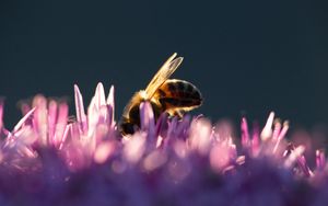 Preview wallpaper bee, insect, flowers, petals, macro, purple