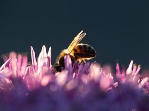 Preview wallpaper bee, insect, flowers, petals, macro, purple