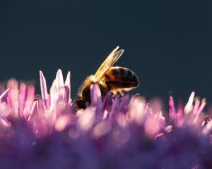 Preview wallpaper bee, insect, flowers, petals, macro, purple