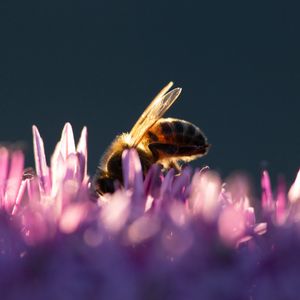 Preview wallpaper bee, insect, flowers, petals, macro, purple