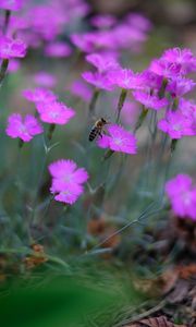 Preview wallpaper bee, insect, flowers, petals, macro