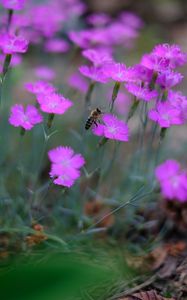 Preview wallpaper bee, insect, flowers, petals, macro