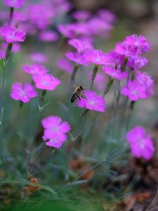 Preview wallpaper bee, insect, flowers, petals, macro