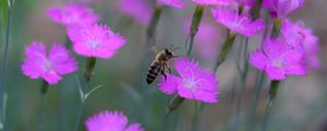 Preview wallpaper bee, insect, flowers, petals, macro