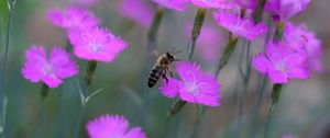 Preview wallpaper bee, insect, flowers, petals, macro