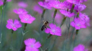 Preview wallpaper bee, insect, flowers, petals, macro