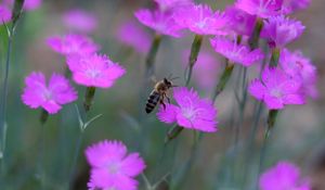 Preview wallpaper bee, insect, flowers, petals, macro