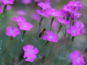 Preview wallpaper bee, insect, flowers, petals, macro