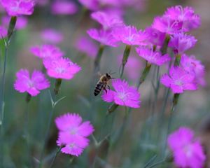 Preview wallpaper bee, insect, flowers, petals, macro