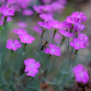 Preview wallpaper bee, insect, flowers, petals, macro