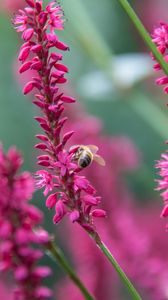 Preview wallpaper bee, insect, flowers, plants, macro, pink