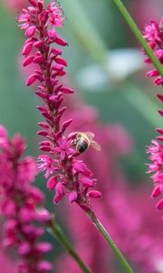 Preview wallpaper bee, insect, flowers, plants, macro, pink