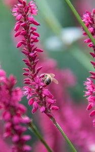 Preview wallpaper bee, insect, flowers, plants, macro, pink