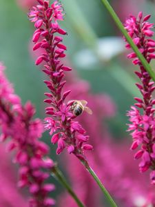 Preview wallpaper bee, insect, flowers, plants, macro, pink