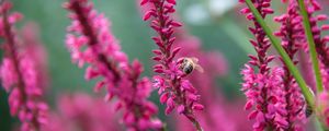 Preview wallpaper bee, insect, flowers, plants, macro, pink