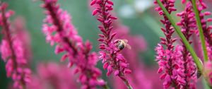 Preview wallpaper bee, insect, flowers, plants, macro, pink