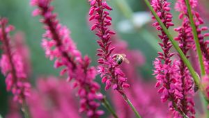 Preview wallpaper bee, insect, flowers, plants, macro, pink