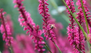 Preview wallpaper bee, insect, flowers, plants, macro, pink