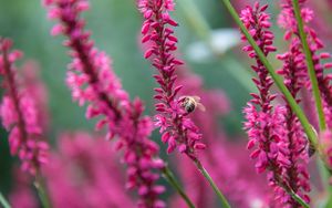 Preview wallpaper bee, insect, flowers, plants, macro, pink