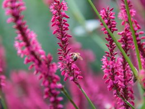 Preview wallpaper bee, insect, flowers, plants, macro, pink