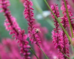 Preview wallpaper bee, insect, flowers, plants, macro, pink