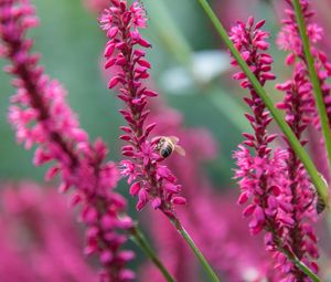 Preview wallpaper bee, insect, flowers, plants, macro, pink