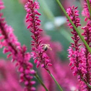 Preview wallpaper bee, insect, flowers, plants, macro, pink