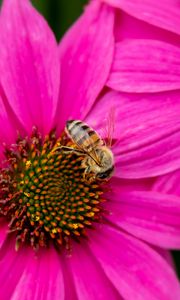 Preview wallpaper bee, insect, flowers, petals, pink, macro