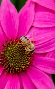 Preview wallpaper bee, insect, flowers, petals, pink, macro