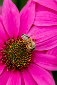 Preview wallpaper bee, insect, flowers, petals, pink, macro