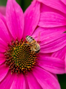 Preview wallpaper bee, insect, flowers, petals, pink, macro