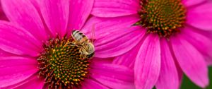 Preview wallpaper bee, insect, flowers, petals, pink, macro