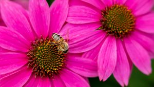 Preview wallpaper bee, insect, flowers, petals, pink, macro