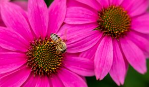 Preview wallpaper bee, insect, flowers, petals, pink, macro