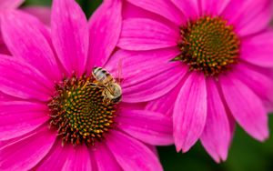Preview wallpaper bee, insect, flowers, petals, pink, macro