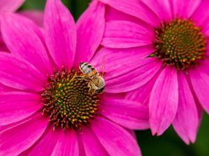 Preview wallpaper bee, insect, flowers, petals, pink, macro