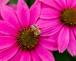 Preview wallpaper bee, insect, flowers, petals, pink, macro